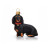 DACHSHUND 